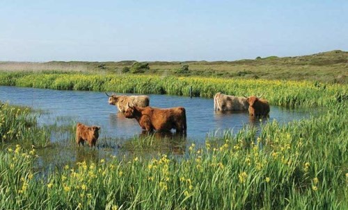 Wadden - vùng biển “kỳ lạ” của Hà Lan ảnh 3 Wadden - vùng biển “kỳ lạ” của Hà Lan ảnh 3
