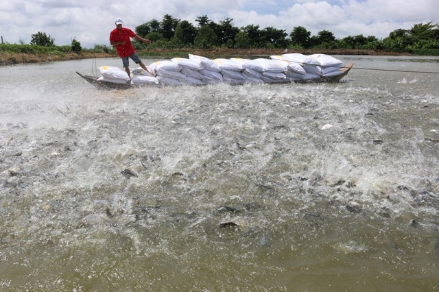 Câu chuyện “cá và kiến” trong kinh doanh ảnh 2