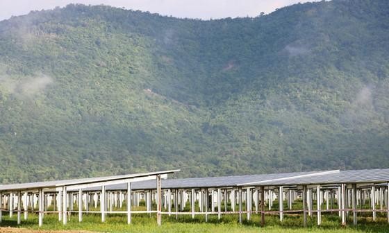 Áp xanh Sao Mai trên vùng Bảy Núi