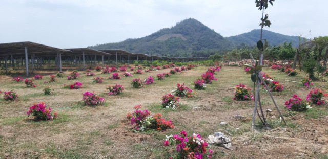 Ngất ngây sức sống mới từ pin điện mặt trời và hoa ngũ sắc Ngất ngây sức sống mới từ pin điện mặt trời và hoa ngũ sắc