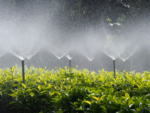 Làng hoa Sa Đéc đông khách những ngày cận Tết ảnh 7