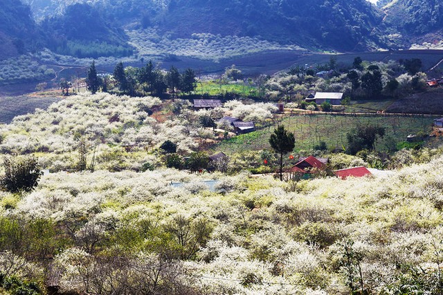 Mùa hoa mận nở trắng trời cao nguyên Mộc Châu ảnh 1