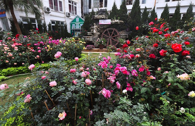 Hàng nghìn giống hoa hội tụ tại Lễ hội hoa hồng Bulgaria ảnh 4
