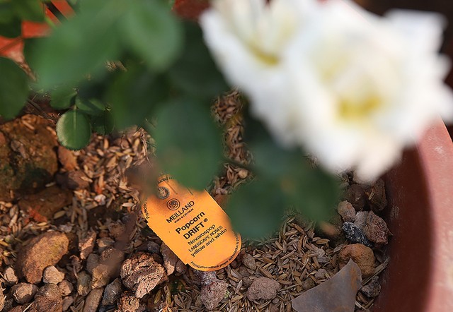 Hàng nghìn giống hoa hội tụ tại Lễ hội hoa hồng Bulgaria ảnh 6