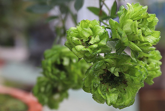 Hàng nghìn giống hoa hội tụ tại Lễ hội hoa hồng Bulgaria ảnh 8