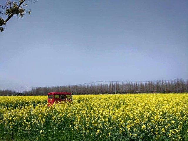 Lý do bạn nên đến Thượng Hải mùa xuân ảnh 7