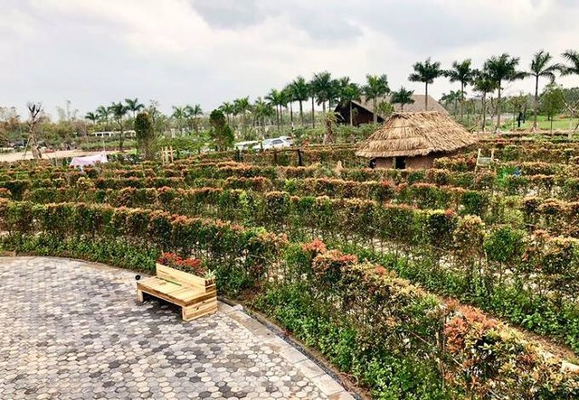 Mê cung bằng cây rộng 10.000 m2 ở ngoại thành Hà Nội ảnh 5