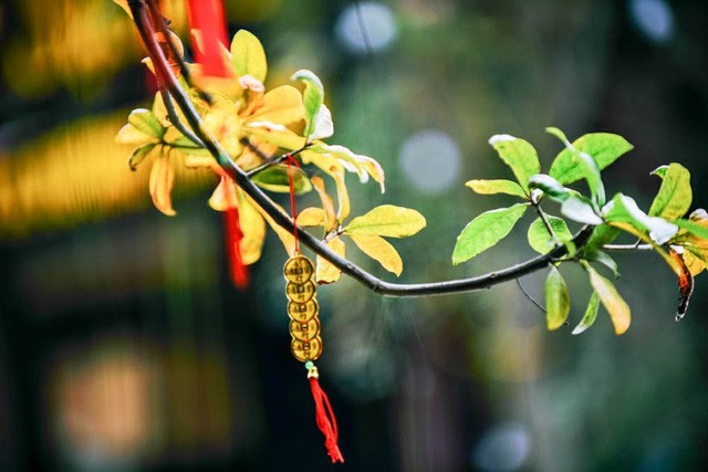 Mùa cây thay lá, Hà Nội đẹp mê hồn khiến bao người đắm say ảnh 10 Mùa cây thay lá, Hà Nội đẹp mê hồn khiến bao người đắm say ảnh 10