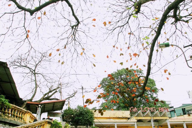 Mùa cây thay lá, Hà Nội đẹp mê hồn khiến bao người đắm say ảnh 11 Mùa cây thay lá, Hà Nội đẹp mê hồn khiến bao người đắm say ảnh 11