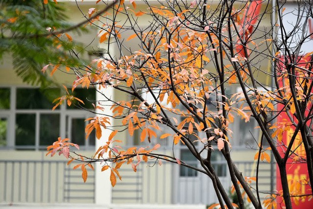 Mùa cây thay lá, Hà Nội đẹp mê hồn khiến bao người đắm say ảnh 4 Mùa cây thay lá, Hà Nội đẹp mê hồn khiến bao người đắm say ảnh 4