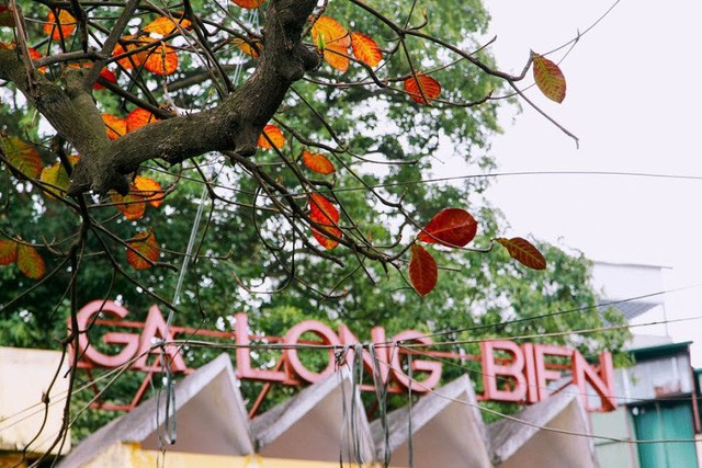 Mùa cây thay lá, Hà Nội đẹp mê hồn khiến bao người đắm say ảnh 6 Mùa cây thay lá, Hà Nội đẹp mê hồn khiến bao người đắm say ảnh 6