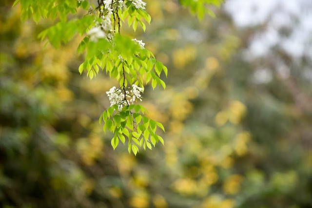 Mùa cây thay lá, Hà Nội đẹp mê hồn khiến bao người đắm say ảnh 7 Mùa cây thay lá, Hà Nội đẹp mê hồn khiến bao người đắm say ảnh 7