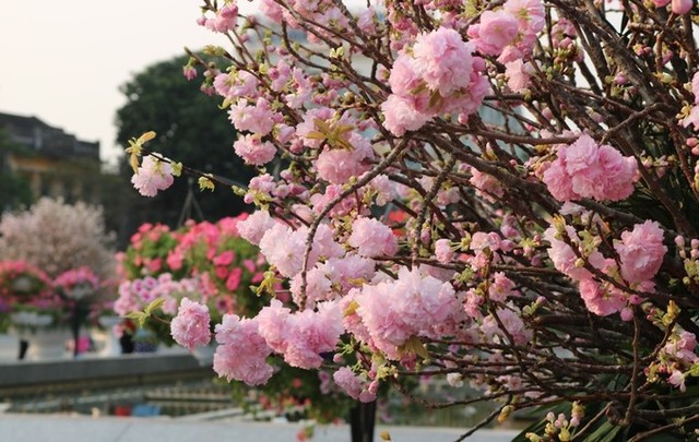 Hoa anh đào Nhật Bản làm say lòng người dân Hải Phòng ảnh 2