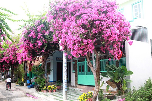 Con đường 200 m trồng 60 cây hoa giấy ở Nha Trang ảnh 2