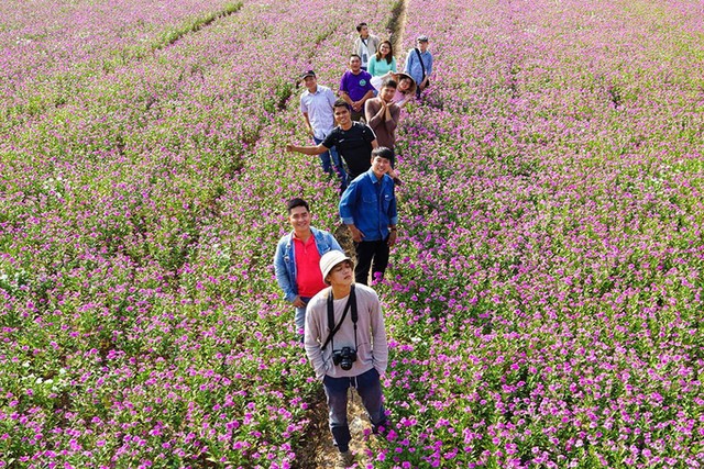 Cánh đồng hoa dừa cạn hút giới trẻ ở An Giang ảnh 5