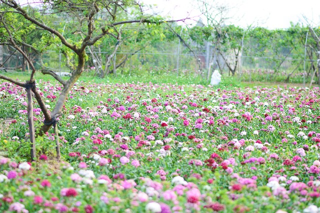 Vườn hoa tam giác mạch nở trái mùa ở ngoại ô Hà Nội ảnh 8