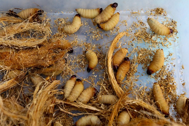 Đặc sản miền Tây trên vỉa hè Sài Gòn ảnh 7