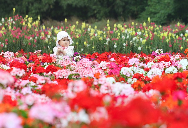 Thung lũng hoa tỏa sắc giữa Thủ đô ảnh 10