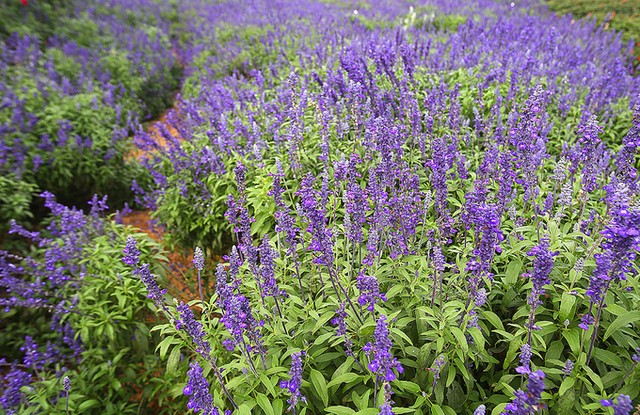 Thung lũng hoa tỏa sắc giữa Thủ đô ảnh 4