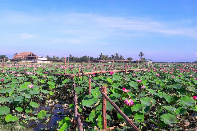 Cánh đồng sen 5 ha nở rộ giữa nắng hạn Ninh Thuận ảnh 1