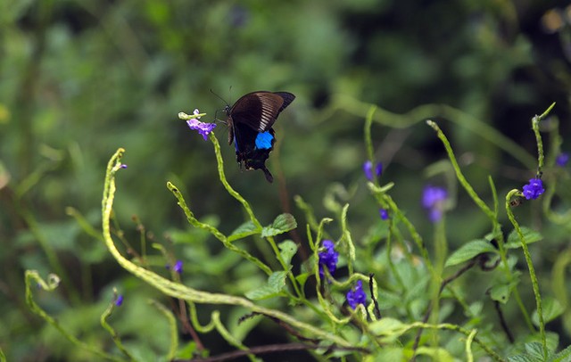 Bán đảo Sơn Trà mùa 'thay áo' ảnh 10