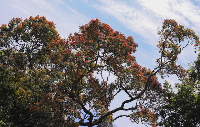 Bán đảo Sơn Trà mùa 'thay áo' ảnh 2