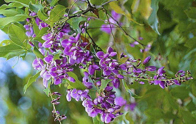 Bán đảo Sơn Trà mùa 'thay áo' ảnh 6