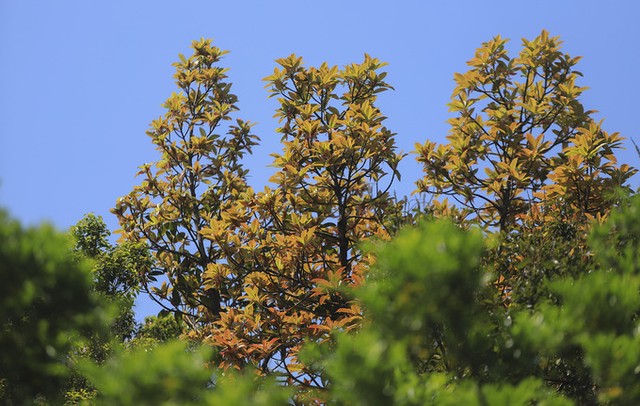 Bán đảo Sơn Trà mùa 'thay áo' ảnh 8