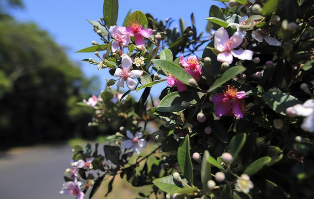 Bán đảo Sơn Trà mùa 'thay áo' ảnh 9