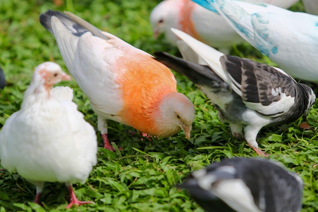 Hơn 700 con bồ câu bay lượn trước nhà thờ Đức Bà ảnh 10