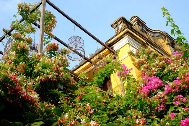 Hội An rực rỡ sắc hoa vào mùa hè ảnh 6