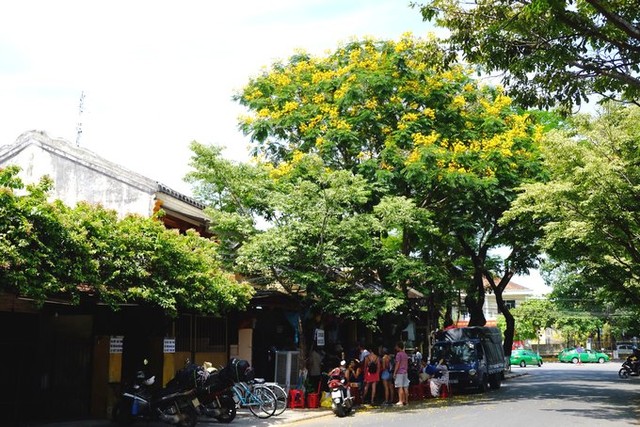 Hội An rực rỡ sắc hoa vào mùa hè ảnh 7