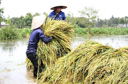 Nước từ Lào tràn về, dân miền Tây không kịp trở tay ảnh 1 Nước từ Lào tràn về, dân miền Tây không kịp trở tay ảnh 1