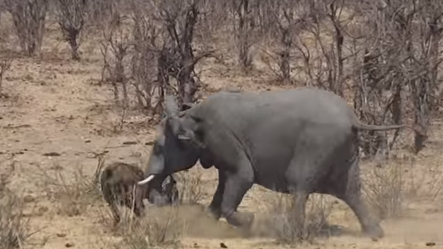 Con voi hung hăng không cho &quot;kẻ đi lạc&quot; bất kỳ cơ hội sửa sai nào hết.