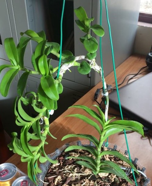 Một trong hai cây lan đột biến giả được Sỹ bán cho nạn nhân. Một trong hai cây lan đột biến giả được Sỹ bán cho nạn nhân.