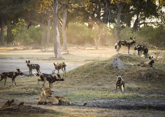 Sư tử mẹ bị bao vây bởi đàn chó hoang &quot;khát máu&quot;. Ảnh: Walter Smith.