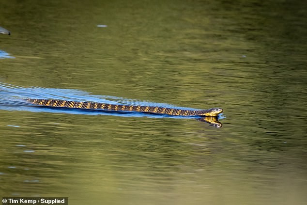 Con rắn bơi đến gần bãi cỏ nơi tụ tập của đàn vịt. Ảnh: Tim Kemp.