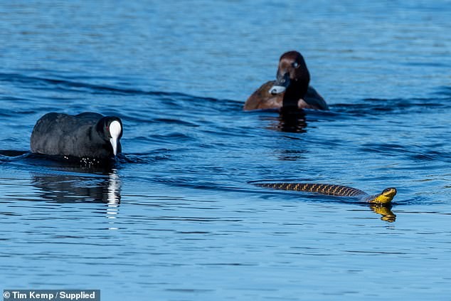 Hoàn toàn không có bất kỳ xung đột xảy ra trong quá trình di chuyển. Ảnh: Tim Kemp.