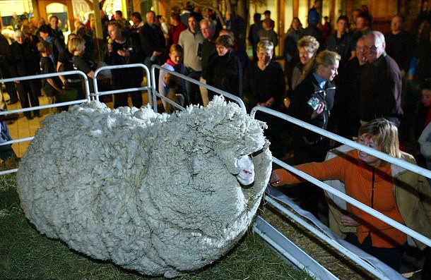 Tên Shrek 2 được đặt theo một con cừu nổi tiếng trước đó ở New Zealand năm 2004.