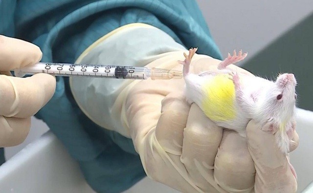 Chuột được tiêm thử nghiệm vắc xin phòng Covid-19 "made in Vietnam". Chuột được tiêm thử nghiệm vắc xin phòng Covid-19 "made in Vietnam".