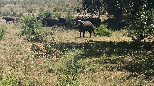 Trâu rừng chăm chú quan sát từng động tĩnh của con sư tử. Trâu rừng chăm chú quan sát từng động tĩnh của con sư tử.
