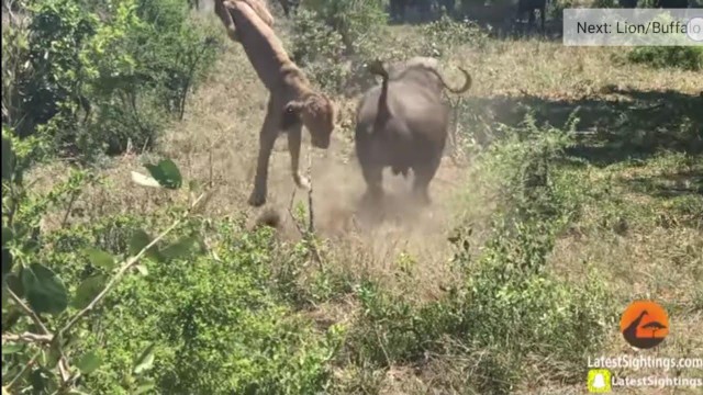 Sau khi húc văng con sư tử, con trâu rừng đã không còn dũng khí để tấn công tiếp mà quay đầu bỏ chạy. Sau khi húc văng con sư tử, con trâu rừng đã không còn dũng khí để tấn công tiếp mà quay đầu bỏ chạy.