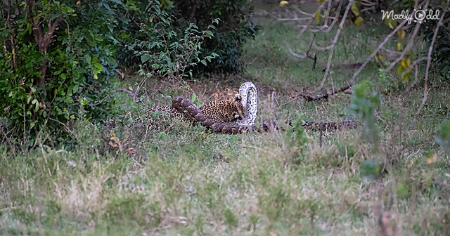 Sinh vật bí ẩn dưới bãi cỏ thì ra là một con trăn đá châu Phi khổng lồ.
