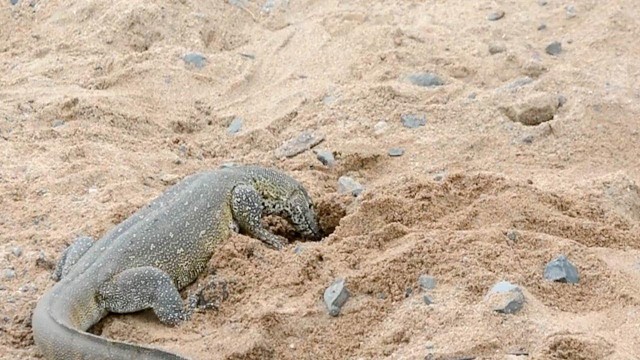 Việc dễ cứ để con kỳ đà còn lại giải quyết. Đó là đào trứng lên rồi &quot;chia chác&quot; với người bạn của mình.