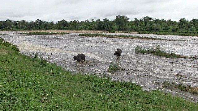 Bỗng chốc chìm trong biển nước, phá vỡ giấc ngủ của cặp trâu già. Bỗng chốc chìm trong biển nước, phá vỡ giấc ngủ của cặp trâu già.