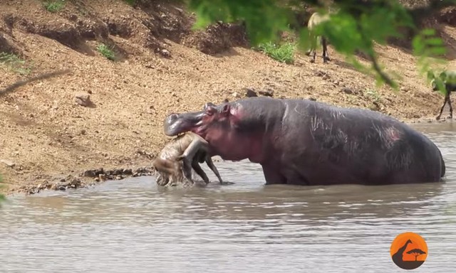 Tuy nhiên, với bộ hàm chắc khỏe của hà mã đã vô tình giết chết con linh dương đáng thương.