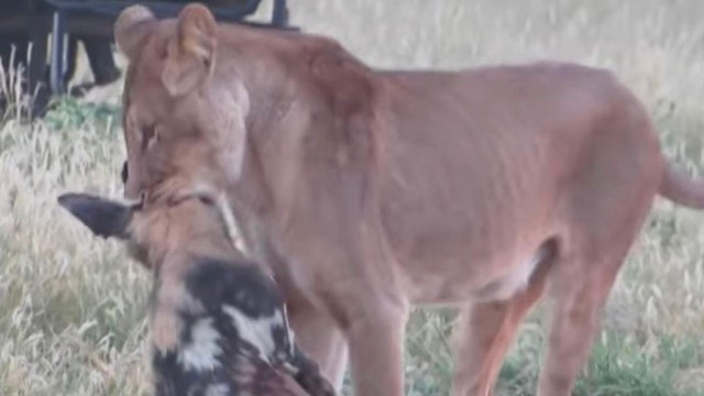 Con chó hoang nhìn như đã chết, cơ thể mềm nhũn.