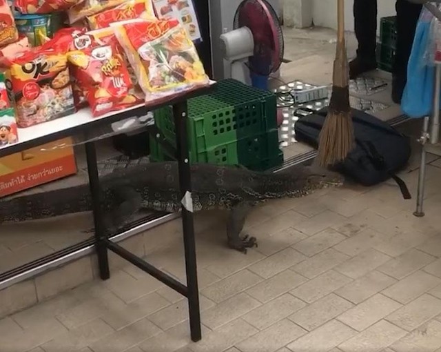 Không cần đến &quot;Kong&quot; mà chỉ cần 1 cây chổi là đủ đuổi con kỳ đà ra khỏi cửa hàng.