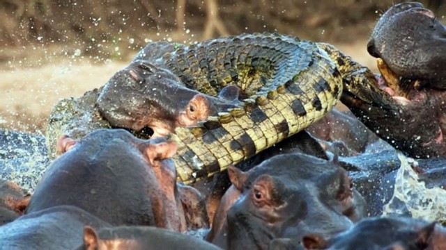 Kẻ xâm phạm bị nghiền nát bởi hàm răng chắc, khỏe của hà mã.