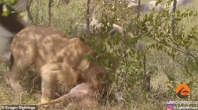 Cuối cùng, con sư tử xuất hiện, đánh đuổi lũ kền kền rồi nhanh chóng gặm miếng thịt bỏ đi mất trong sự ngỡ ngàng của người xem.